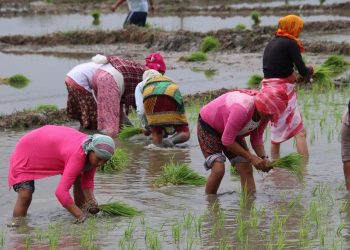 झापामा २० हजार हेक्टर जमिनमा चैते धानखेती