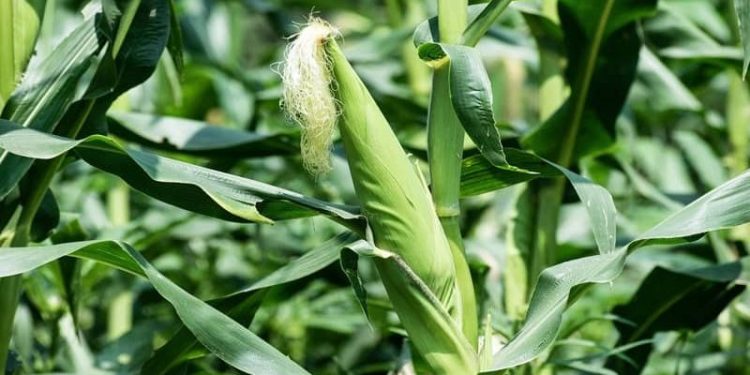 मकैका पाँच जात सिफारिस गर्ने तयारी   