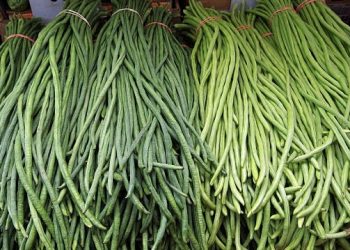 तने बोडीमा देखियो ९२ प्रतिशत विषादी