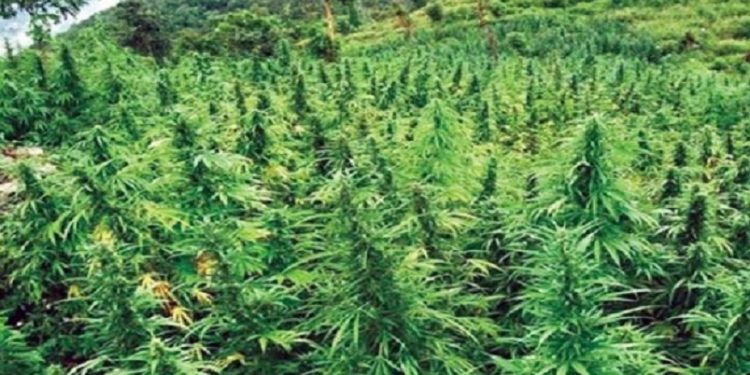 गाँजा खेतीको वैधानिकता अर्थतन्त्र बलियो बनाउने माध्यम