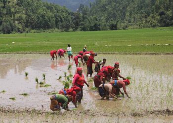 नेपालभर ९१ प्रतिशत खेतमा धान रोपाइँ सकियो