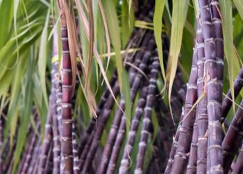 उखुको न्यूनतम समर्थन मूल्य प्रतिक्विन्टल ६२० रुपैयाँ निर्धारण