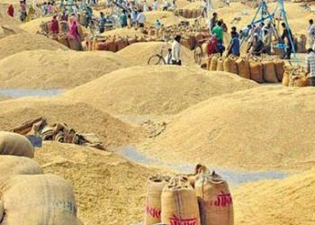 खाद्य कम्पनीले किन्यो ८२ हजार क्विन्टल धान